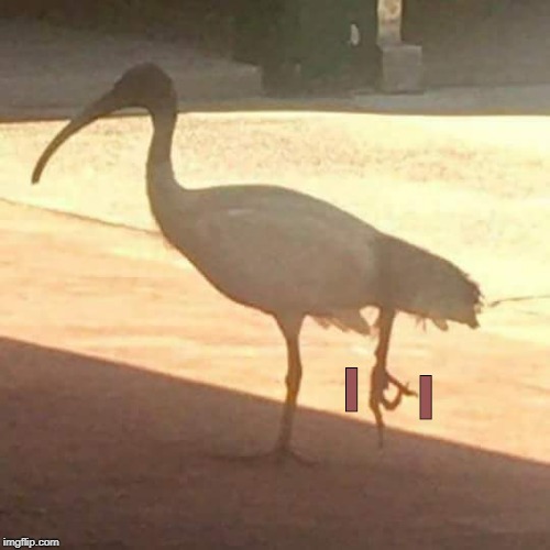 Circle Game Ibis | l l | image tagged in circle game ibis | made w/ Imgflip meme maker