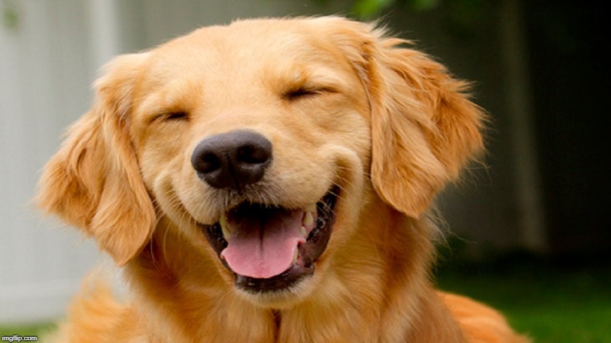 smiling dog | . | image tagged in smiling dog | made w/ Imgflip meme maker