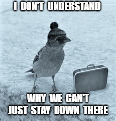 fly south? | I  DON'T  UNDERSTAND; WHY  WE  CAN'T JUST  STAY  DOWN  THERE | image tagged in confused | made w/ Imgflip meme maker