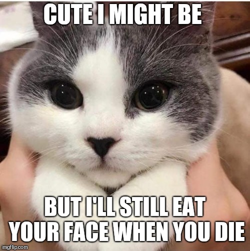 Bad cat | CUTE I MIGHT BE; BUT I'LL STILL EAT YOUR FACE WHEN YOU DIE | image tagged in bad cat | made w/ Imgflip meme maker