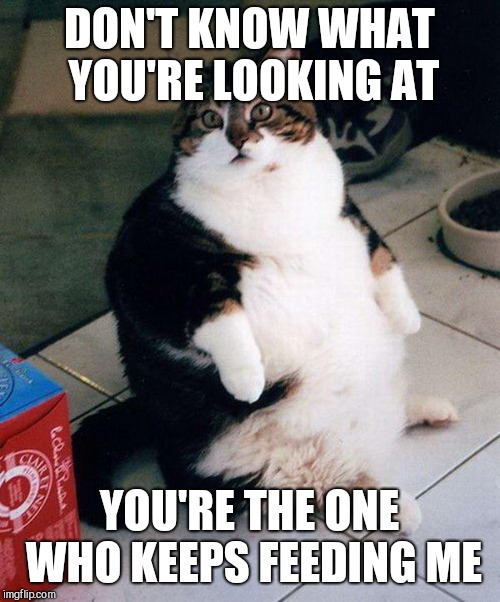 fat cat | DON'T KNOW WHAT YOU'RE LOOKING AT; YOU'RE THE ONE WHO KEEPS FEEDING ME | image tagged in fat cat | made w/ Imgflip meme maker