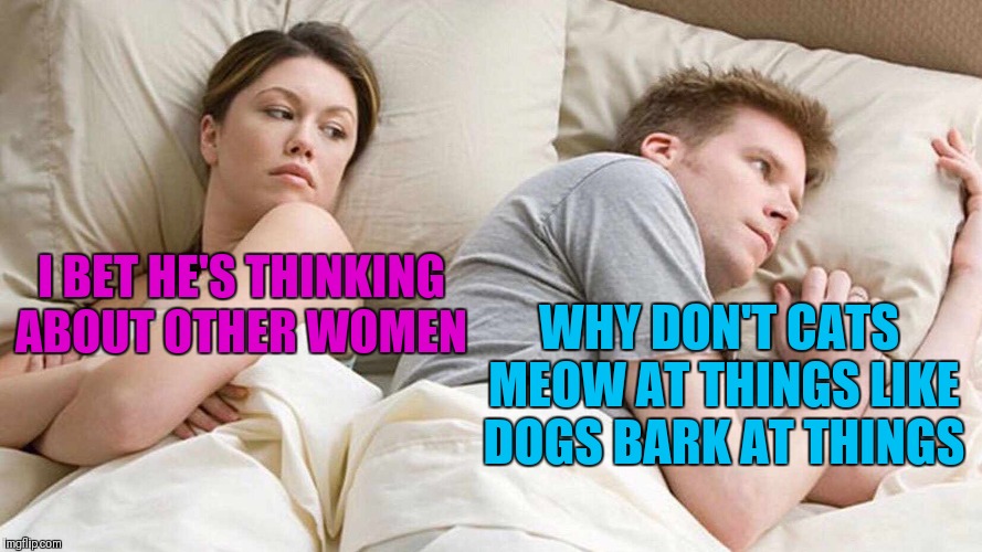 Meow Meow Meow | WHY DON'T CATS MEOW AT THINGS LIKE DOGS BARK AT THINGS; I BET HE'S THINKING ABOUT OTHER WOMEN | image tagged in i bet he's thinking about other women,memes,funny,cats,dogs,husband wife | made w/ Imgflip meme maker