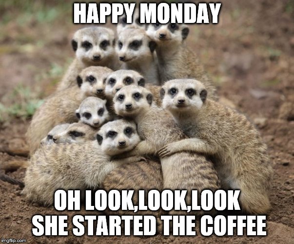 Meerkat Monday | HAPPY MONDAY; OH LOOK,LOOK,LOOK SHE STARTED THE COFFEE | image tagged in meerkat monday,coffee | made w/ Imgflip meme maker