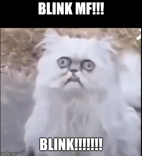 Blinking cat | BLINK MF!!! BLINK!!!!!!! | image tagged in blinking cat | made w/ Imgflip meme maker