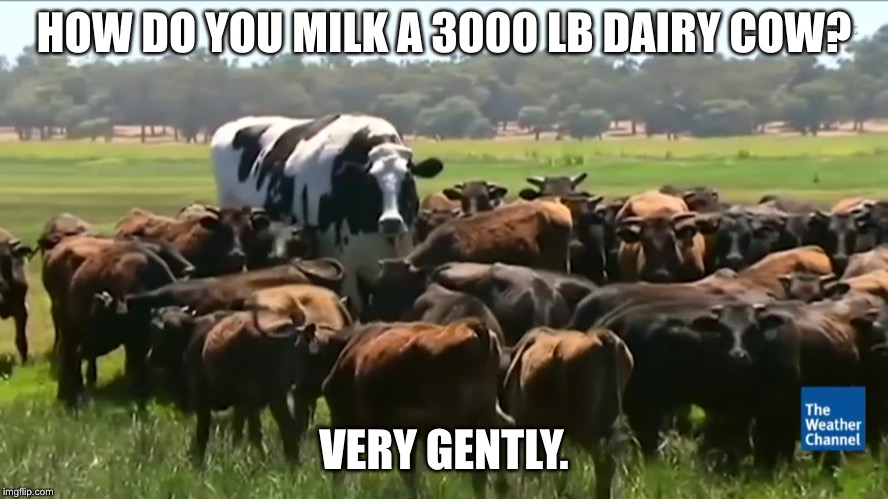 HOW DO YOU MILK A 3000 LB DAIRY COW? VERY GENTLY. | made w/ Imgflip meme maker