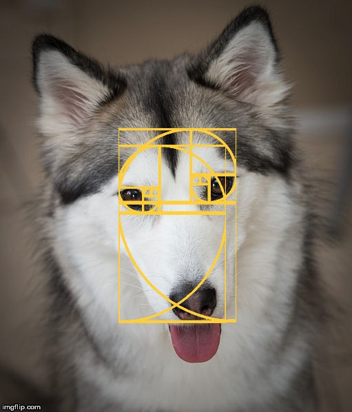 A husky and the Golden Ratio. | image tagged in dog,the golden ratio,life,geometry,light hearted | made w/ Imgflip meme maker