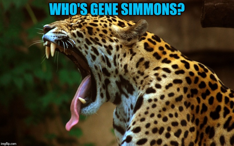 Long tongue leopard | WHO'S GENE SIMMONS? | image tagged in long tongue leopard | made w/ Imgflip meme maker