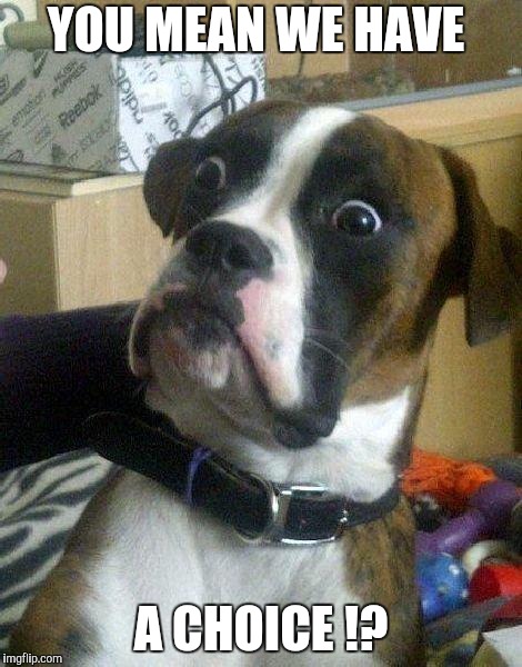 Surprised Dog | YOU MEAN WE HAVE A CHOICE !? | image tagged in surprised dog | made w/ Imgflip meme maker