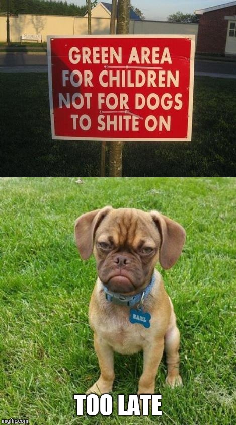 Straight to the point | TOO LATE | image tagged in grumpy dog,irish sign | made w/ Imgflip meme maker