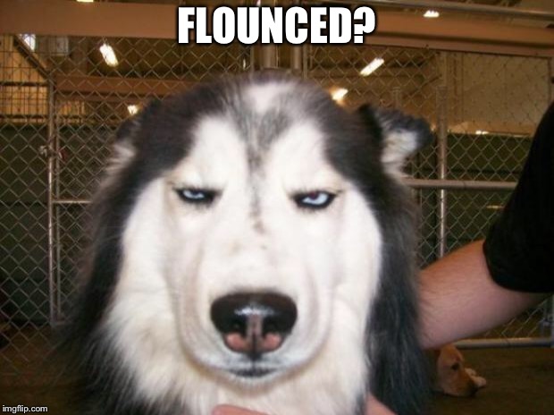 Annoyed Dog | FLOUNCED? | image tagged in annoyed dog | made w/ Imgflip meme maker