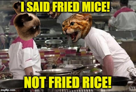 Angry Chef Gordon Meowsey  | I SAID FRIED MICE! NOT FRIED RICE! | image tagged in funny memes,cat memes,angry chef gordon ramsay,chef,cats | made w/ Imgflip meme maker