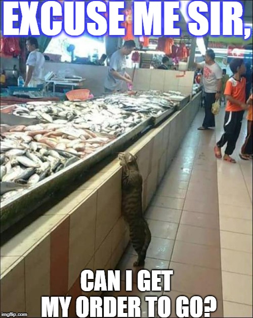 EXCUSE ME SIR, CAN I GET MY ORDER TO GO? | image tagged in cat customer | made w/ Imgflip meme maker