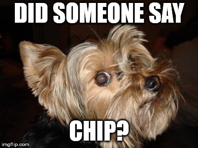 DID SOMEONE SAY; CHIP? | image tagged in funny animals | made w/ Imgflip meme maker