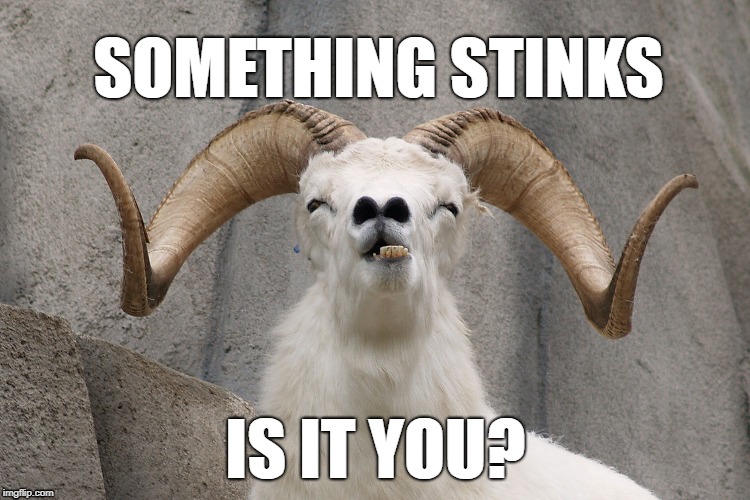 Something stinks | SOMETHING STINKS; IS IT YOU? | image tagged in animals,life sucks | made w/ Imgflip meme maker