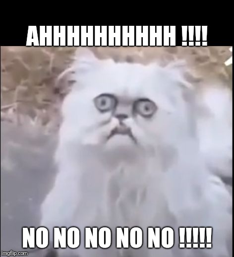 Blinking cat | AHHHHHHHHHH !!!! NO NO NO NO NO !!!!! | image tagged in blinking cat | made w/ Imgflip meme maker