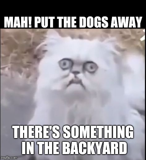Blinking cat | MAH! PUT THE DOGS AWAY; THERE'S SOMETHING IN THE BACKYARD | image tagged in blinking cat | made w/ Imgflip meme maker
