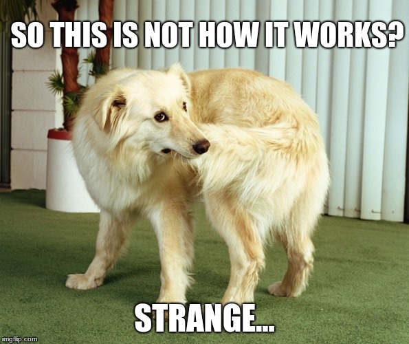 dog: tail-chasing | SO THIS IS NOT HOW IT WORKS? STRANGE... | image tagged in dog tail-chasing | made w/ Imgflip meme maker