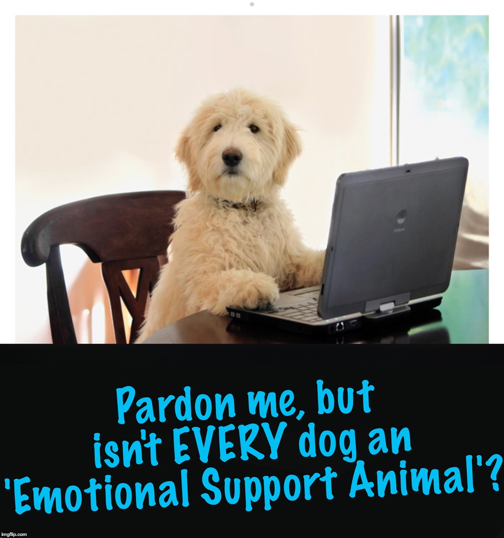 LOVE DOGS | image tagged in therapy,comfort,dogs | made w/ Imgflip meme maker