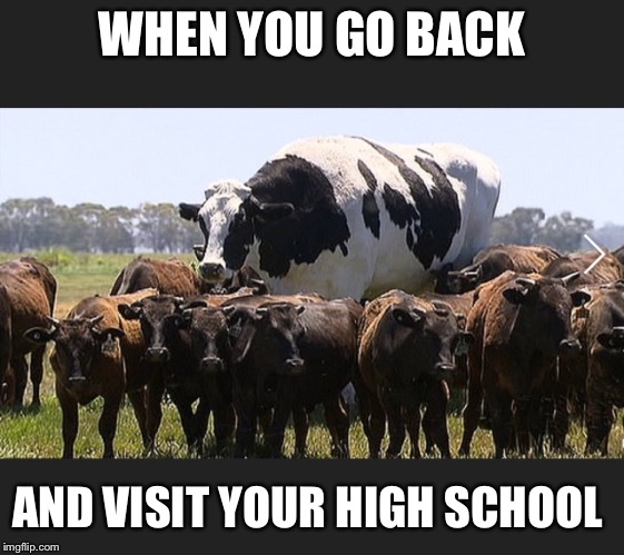 WHEN YOU GO BACK; AND VISIT YOUR HIGH SCHOOL | image tagged in knickers,cow | made w/ Imgflip meme maker