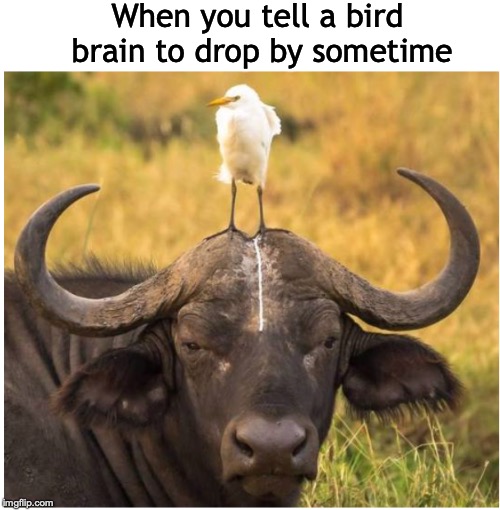 Being glad elephants don’t fly | When you tell a bird brain to drop by sometime | image tagged in buffalo,bird,pooping | made w/ Imgflip meme maker