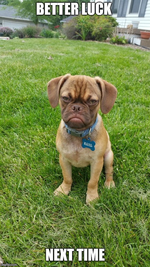 Earl The Grumpy Dog | BETTER LUCK NEXT TIME | image tagged in earl the grumpy dog | made w/ Imgflip meme maker