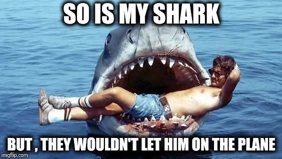 Pet Shark | SO IS MY SHARK BUT , THEY WOULDN'T LET HIM ON THE PLANE | image tagged in pet shark | made w/ Imgflip meme maker