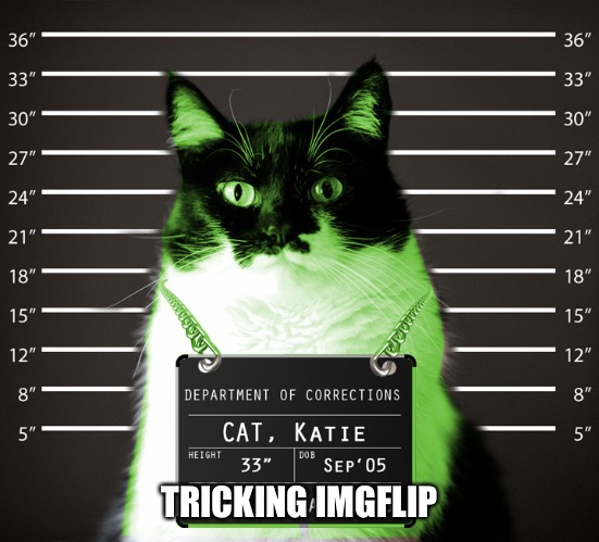 RayCat Incarcerated | TRICKING IMGFLIP | image tagged in raycat incarcerated | made w/ Imgflip meme maker