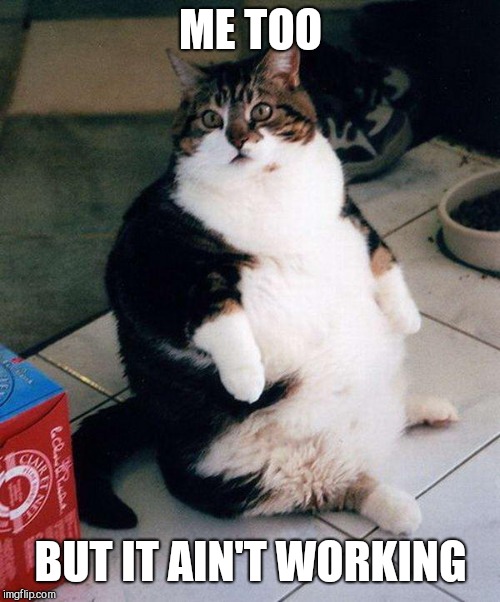 fat cat | ME TOO BUT IT AIN'T WORKING | image tagged in fat cat | made w/ Imgflip meme maker
