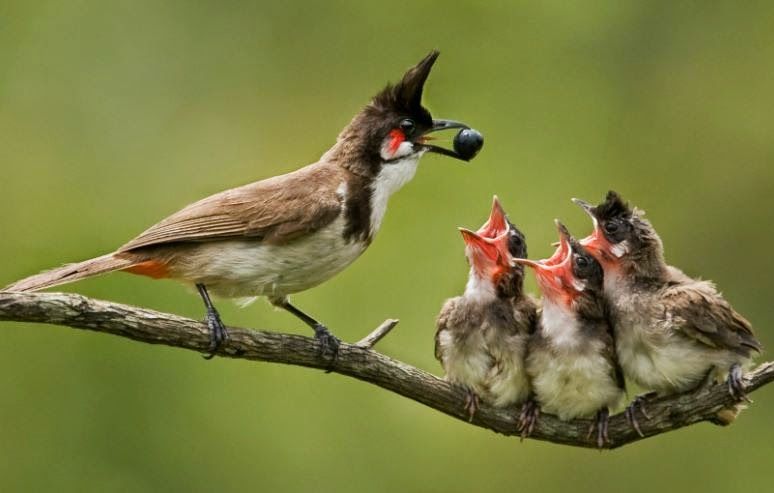 High Quality bird feeding babies Blank Meme Template