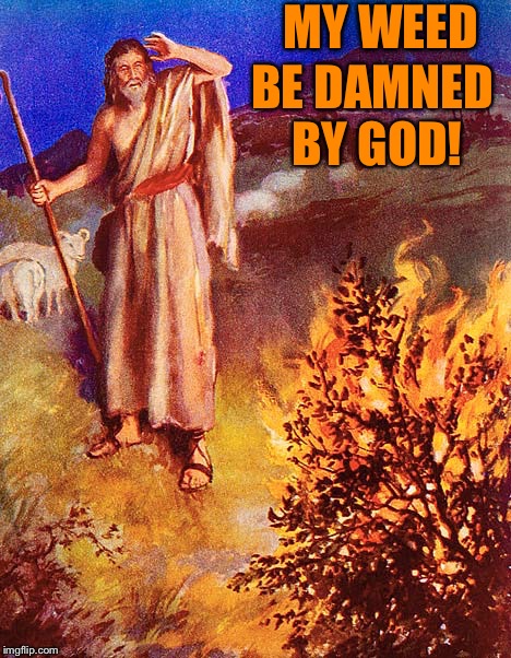 Moses Burning Bush | BE DAMNED BY GOD! MY WEED | image tagged in moses burning bush | made w/ Imgflip meme maker