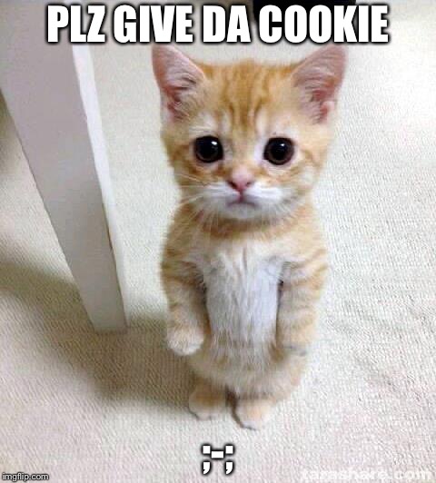 Cute Cat | PLZ GIVE DA COOKIE; ;-; | image tagged in memes,cute cat | made w/ Imgflip meme maker