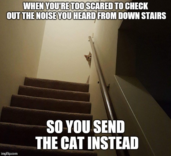 creepy cat | WHEN YOU'RE TOO SCARED TO CHECK OUT THE NOISE YOU HEARD FROM DOWN STAIRS; SO YOU SEND THE CAT INSTEAD | image tagged in creepy cat | made w/ Imgflip meme maker