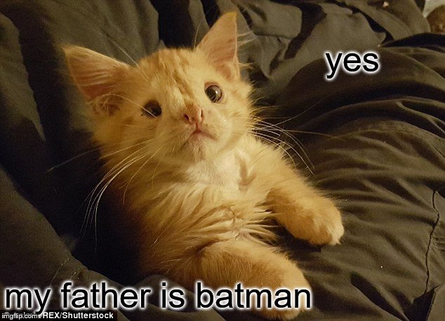 yes |  yes; my father is batman | image tagged in cat,kittens,ugly cat,funny memes,funny meme,kitten | made w/ Imgflip meme maker