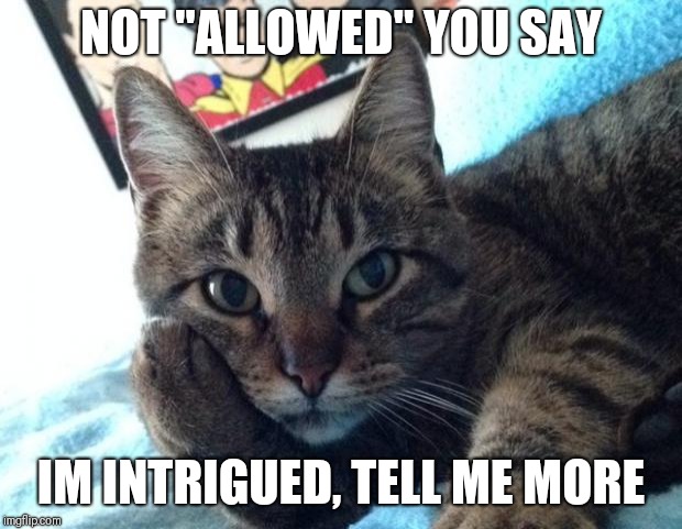 Tell me more cat | NOT "ALLOWED" YOU SAY; IM INTRIGUED, TELL ME MORE | image tagged in tell me more cat | made w/ Imgflip meme maker