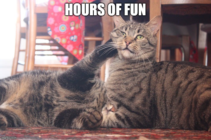 Adult cats play fighting | HOURS OF FUN | image tagged in adult cats play fighting | made w/ Imgflip meme maker