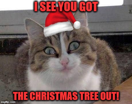 Bright & shiny things | I SEE YOU GOT; THE CHRISTMAS TREE OUT! | image tagged in funny memes,cat,christmas tree,cats,happy holidays | made w/ Imgflip meme maker