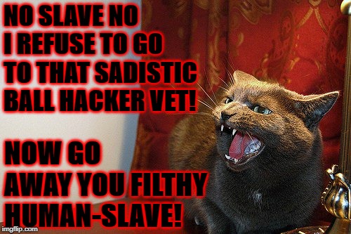 NO SLAVE NO I REFUSE TO GO TO THAT SADISTIC BALL HACKER VET! NOW GO AWAY YOU FILTHY HUMAN-SLAVE! | image tagged in no slave | made w/ Imgflip meme maker