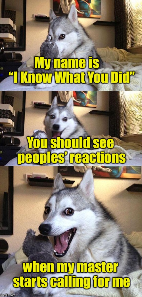 I know what you did . . .  I know what you did . . .  Where are you? | My name is    “I Know What You Did”; You should see peoples’ reactions; when my master starts calling for me | image tagged in memes,bad pun dog,i know | made w/ Imgflip meme maker