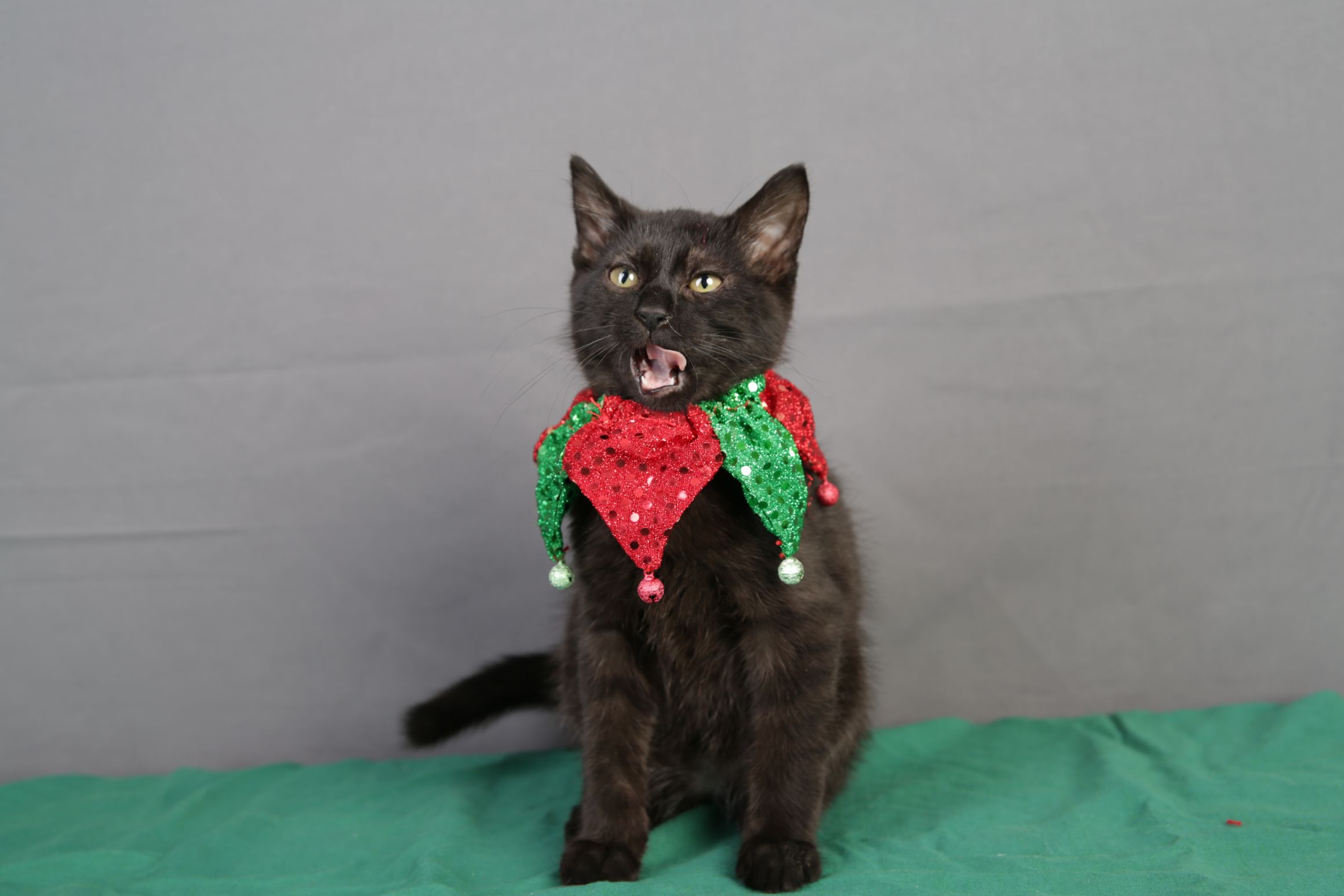 High Quality Christmas Cat Blank Meme Template