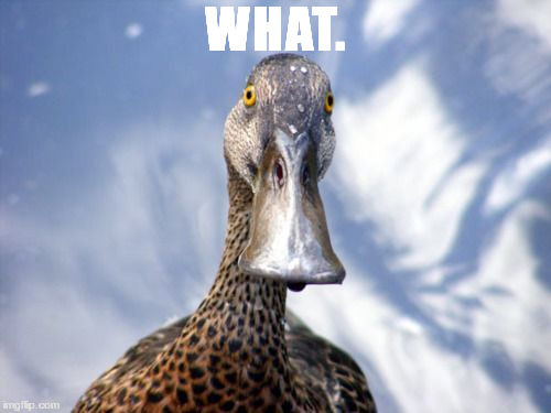 WHAT. | image tagged in what duck | made w/ Imgflip meme maker