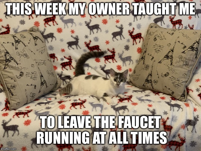 THIS WEEK MY OWNER TAUGHT ME; TO LEAVE THE FAUCET RUNNING AT ALL TIMES | image tagged in spoiled cat | made w/ Imgflip meme maker