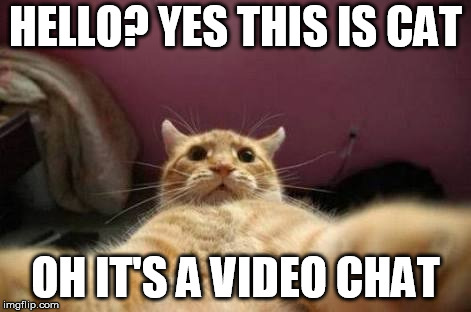 Crazy Animals | HELLO? YES THIS IS CAT; OH IT'S A VIDEO CHAT | image tagged in crazy animals | made w/ Imgflip meme maker