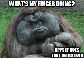Funny animals | WHAT'S MY FINGER DOING? OPPS IT DOES THAT ON ITS OWN | image tagged in funny animals | made w/ Imgflip meme maker