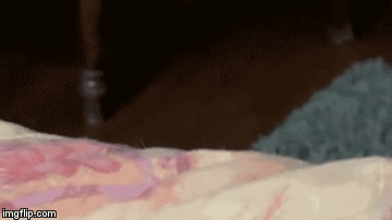 "Dude... you are so harshing my mellow." | image tagged in gifs | made w/ Imgflip video-to-gif maker