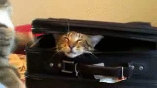 image tagged in gifs,cats,funny | made w/ Imgflip gif maker