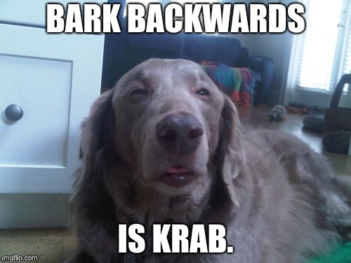 High Dog | BARK BACKWARDS; IS KRAB. | image tagged in memes,high dog | made w/ Imgflip meme maker