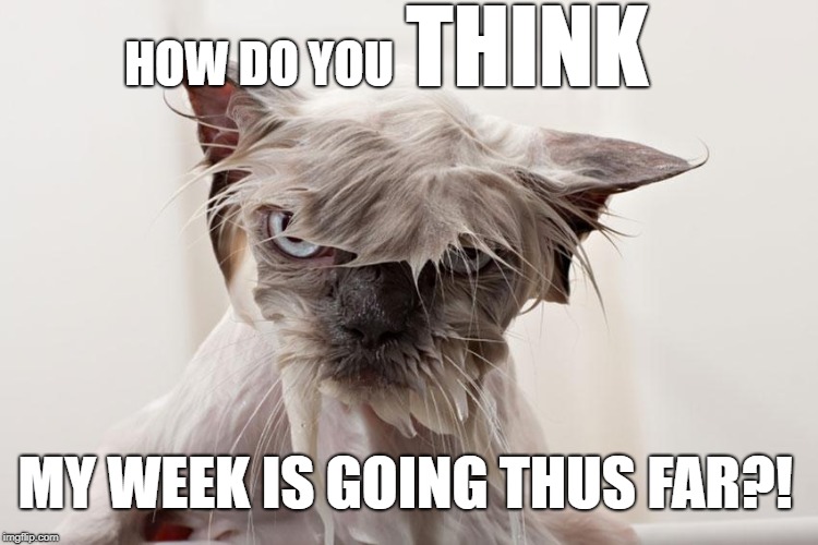 THINK; HOW DO YOU; MY WEEK IS GOING THUS FAR?! | image tagged in funny cats | made w/ Imgflip meme maker