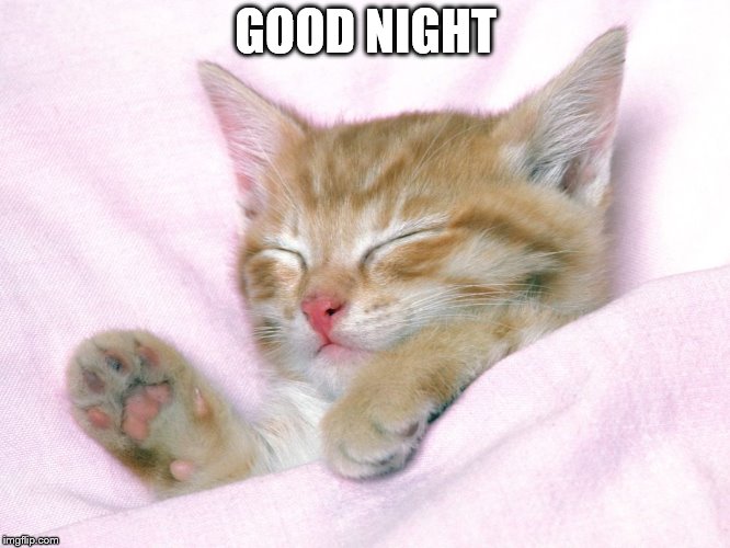 good night kitten | GOOD NIGHT | image tagged in cute kittens,good night,cat,cats,cute | made w/ Imgflip meme maker