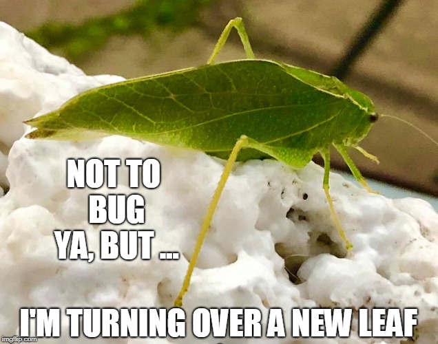 All God's Creatures Can Do Stand-Up: Leaf Buggerson | NOT TO BUG YA, BUT ... I'M TURNING OVER A NEW LEAF | image tagged in leaf bug,vince vance,insect in snow,insects,bugs,turning over a new leaf | made w/ Imgflip meme maker
