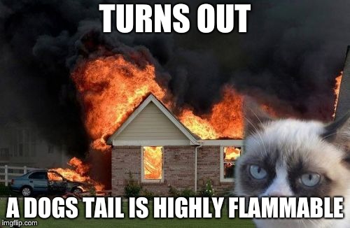 Burn Kitty | TURNS OUT; A DOGS TAIL IS HIGHLY FLAMMABLE | image tagged in memes,burn kitty,grumpy cat | made w/ Imgflip meme maker